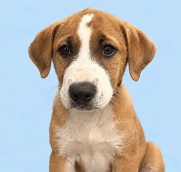 Chestnut - Hound