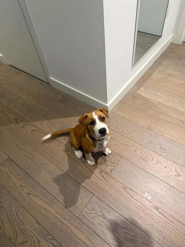 Chestnut - Hound
