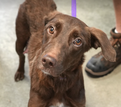 Rubirosa, a dog for adoption from Rescue City