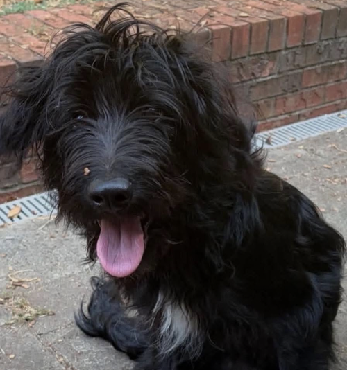 Onyx, a dog for adoption from Rescue City
