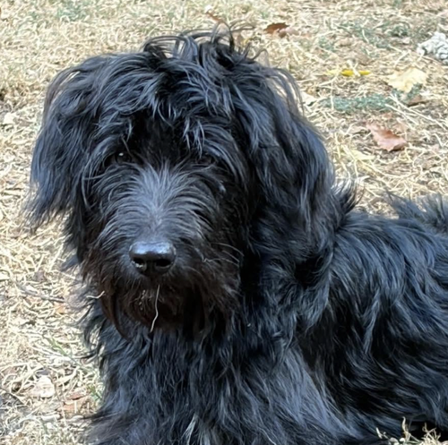 Photo 2 of Onyx
