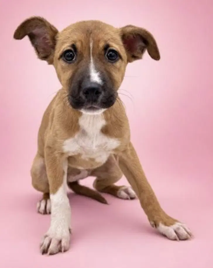 Peach - Shepherd