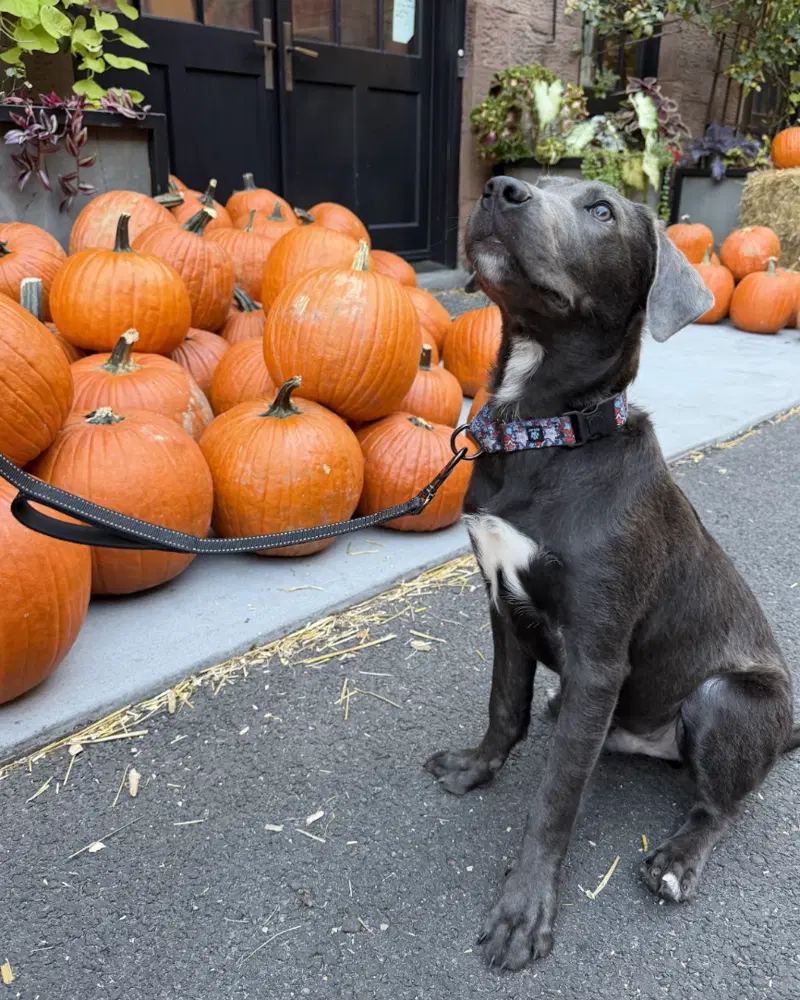 Scottie - Labrador Retriever