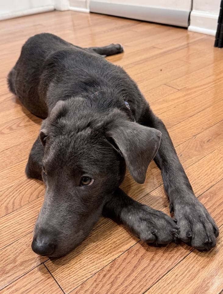Scottie, photo 4