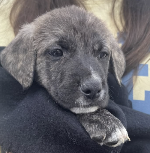 Scarr, a dog for adoption from Rescue City