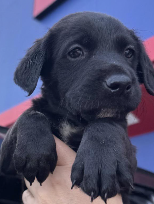 Lucali, a dog for adoption from Rescue City