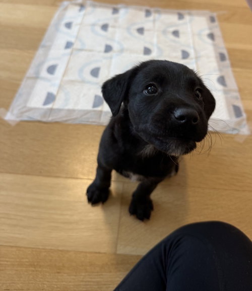 Lucali, Flat-coated Retriever / Mixed