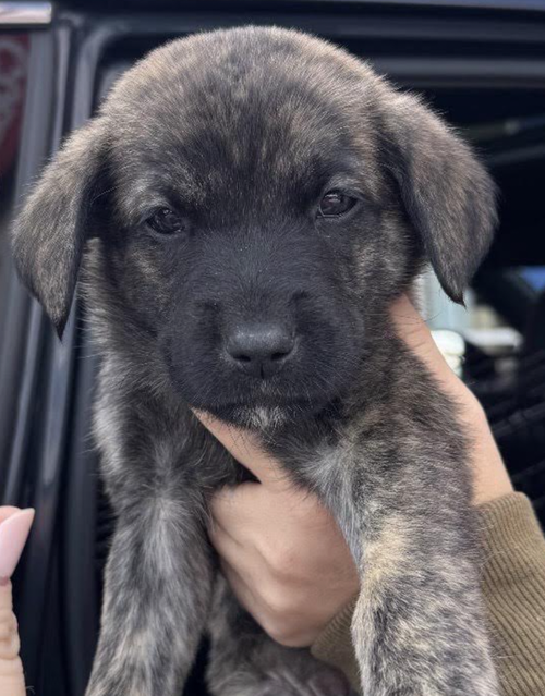 Spumoni, a dog for adoption from Rescue City