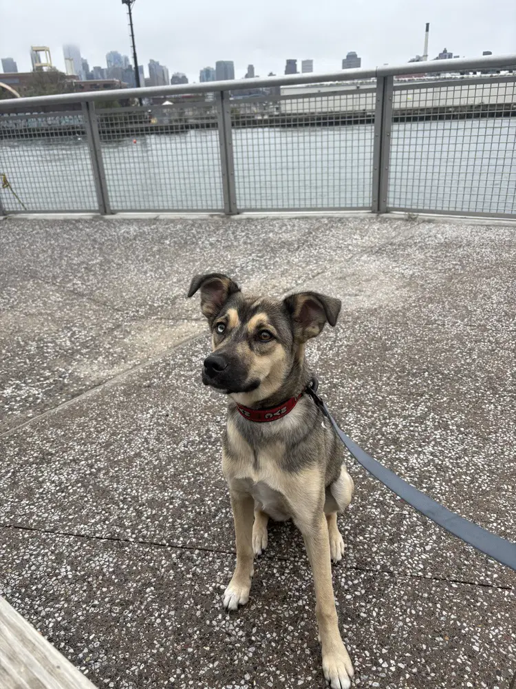 Winnie - Husky