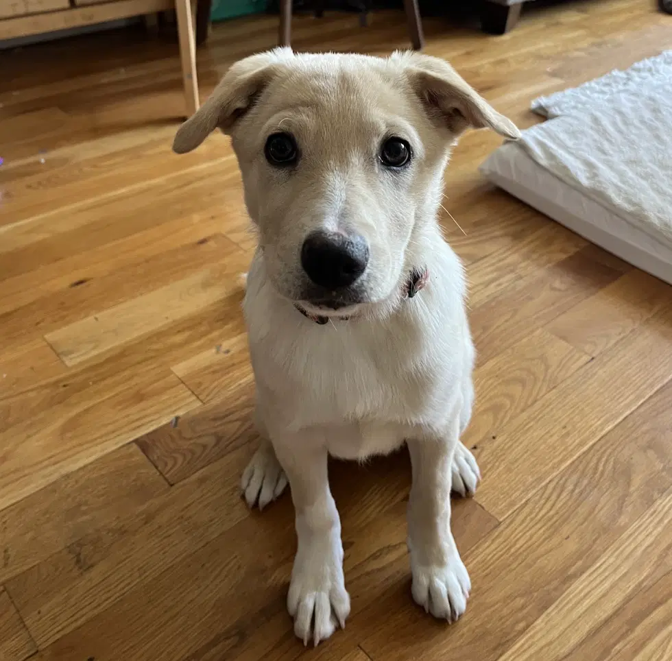 Toffee - Labrador Retriever
