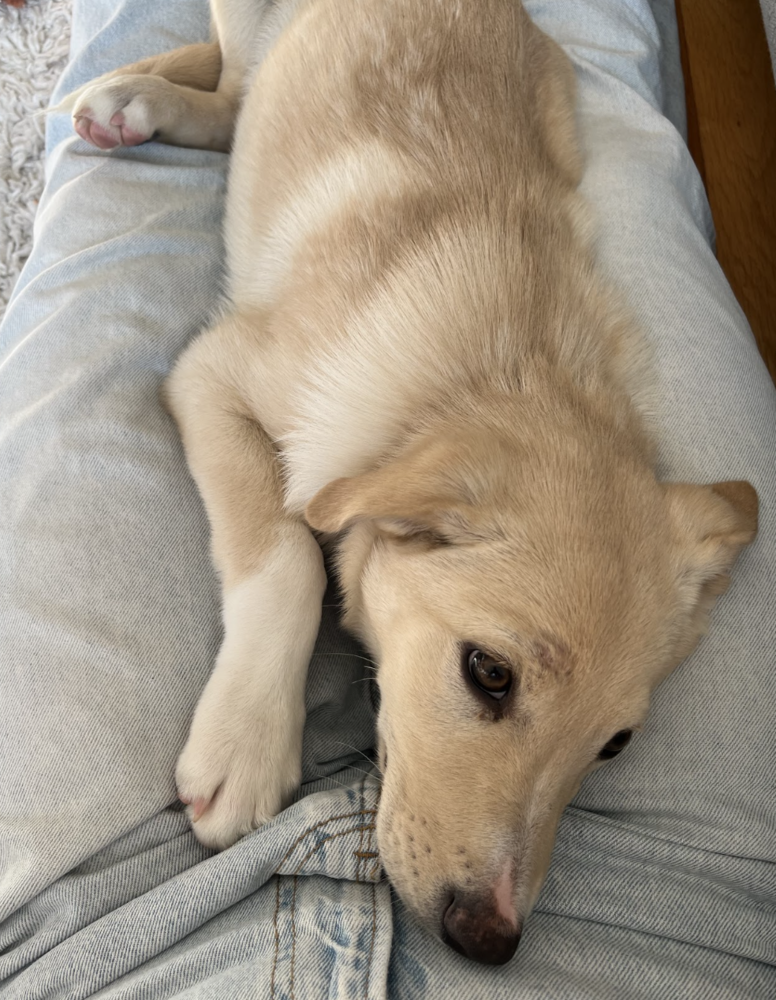 Toffee, photo 4
