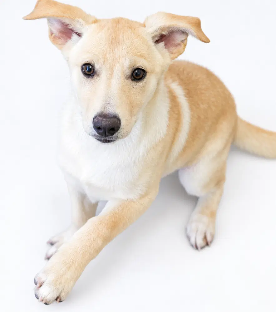 Maple - Labrador Retriever
