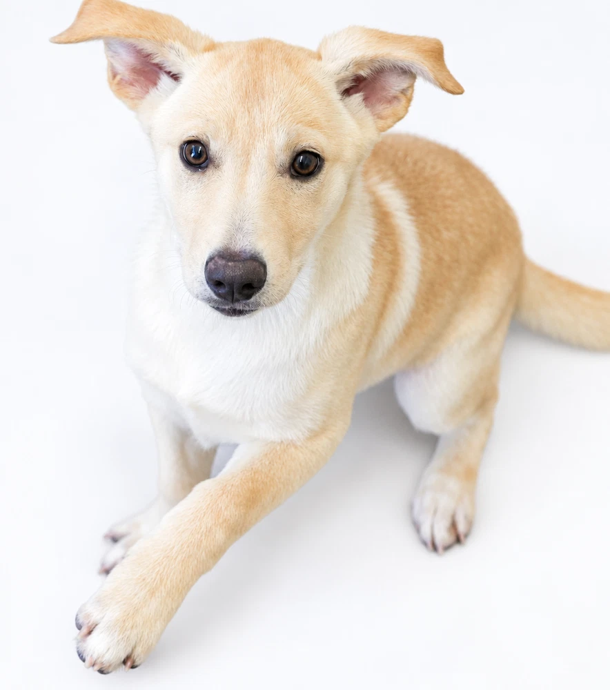 Maple