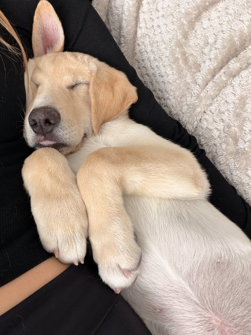 Maple, Labrador Retriever / Mixed