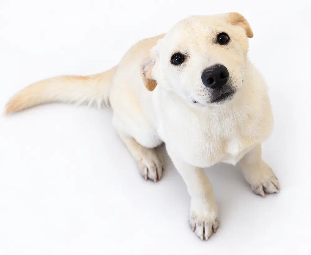 Cider - Labrador Retriever
