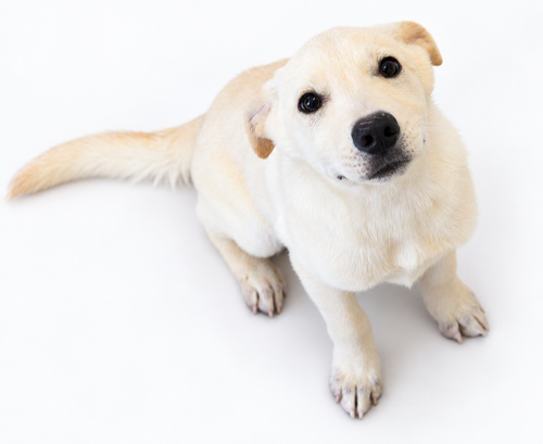 Cider, Labrador Retriever