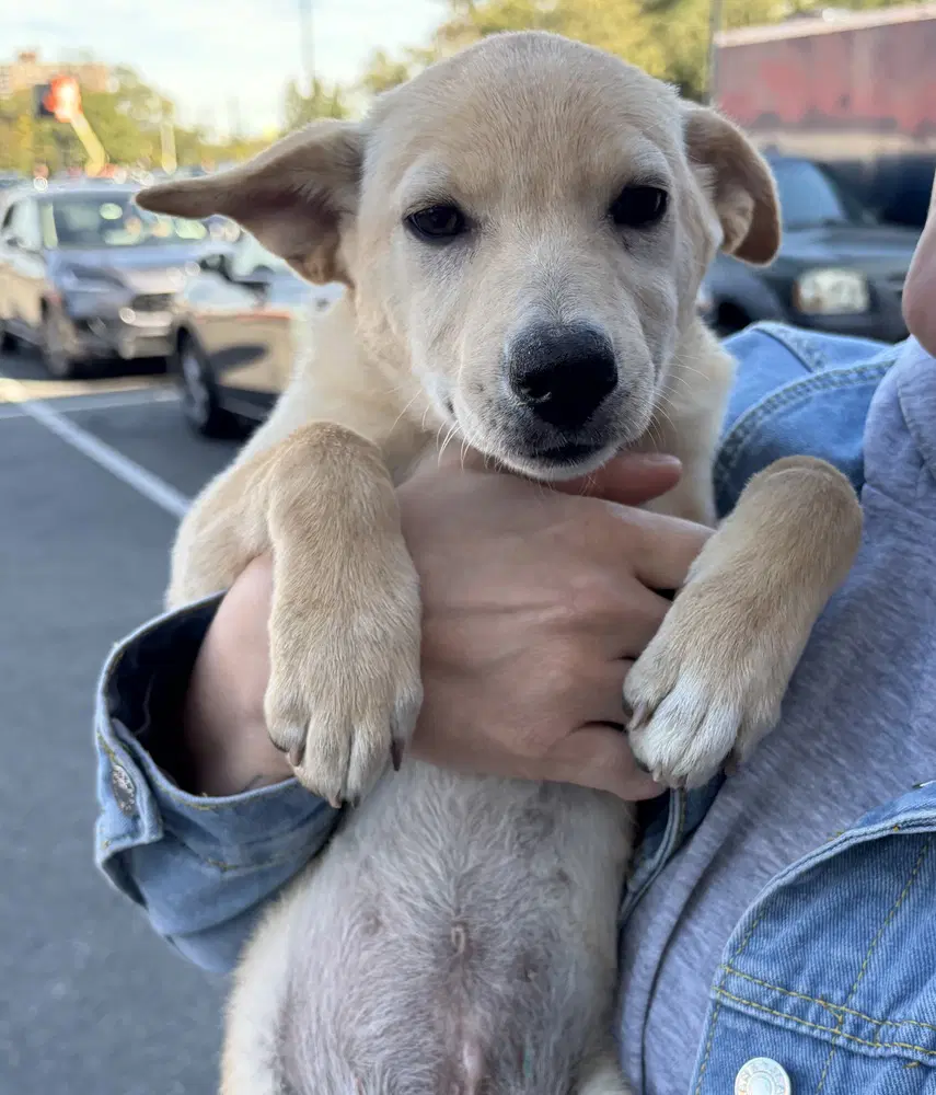 Ginger - Labrador Retriever