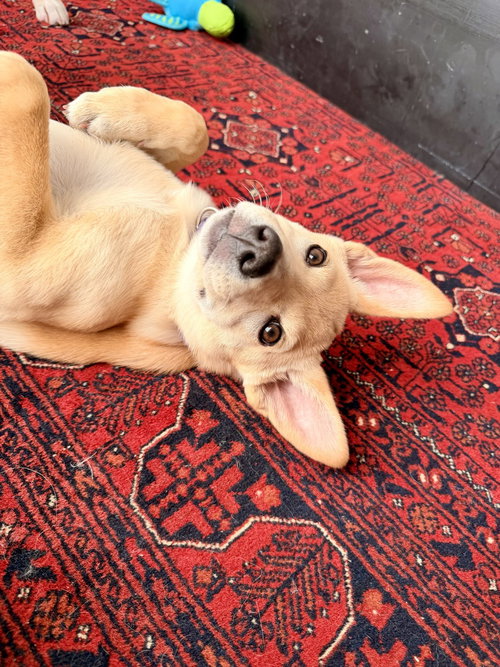 Ginger, Labrador Retriever