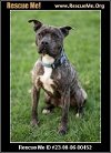 adoptable Dog in benton, PA named Durki