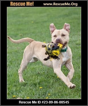 adoptable Dog in Benton, PA named Hooch