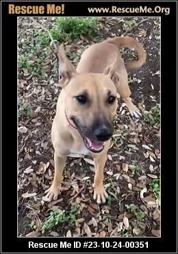 adoptable Dog in Benton, PA named Kiwi