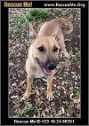 adoptable Dog in benton, PA named Kiwi