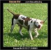 adoptable Dog in benton, PA named Bentley