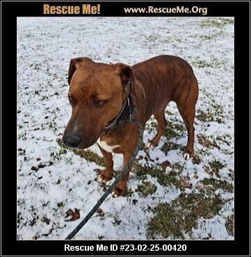 adoptable Dog in Benton, PA named Diesel