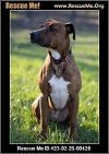 adoptable Dog in benton, PA named Diesel