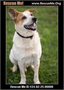 adoptable Dog in Benton, PA named Albert