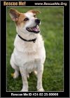 adoptable Dog in benton, PA named Albert