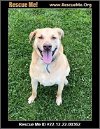 adoptable Dog in benton, PA named Finn