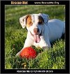 adoptable Dog in benton, PA named Bandit