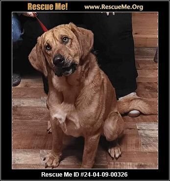 adoptable Dog in Benton, PA named Hutch