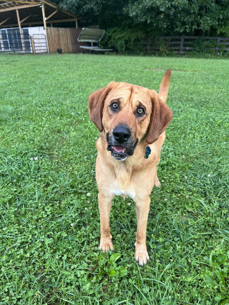 adoptable Dog in Benton, PA named Hutch