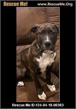 adoptable Dog in Benton, PA named Peep