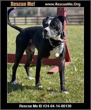 adoptable Dog in Benton, PA named Gus