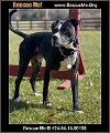 adoptable Dog in benton, PA named Gus