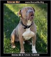 adoptable Dog in benton, PA named Brutus