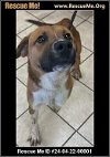 adoptable Dog in  named Rodger