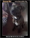 adoptable Dog in benton, PA named Grace