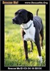 adoptable Dog in benton, PA named Molly