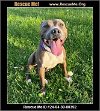 adoptable Dog in  named Chance
