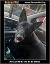 adoptable Dog in benton, PA named Jax