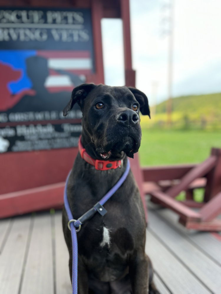 adoptable Dog in Benton, PA named Hendrix