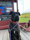 adoptable Dog in Benton, PA named Hendrix