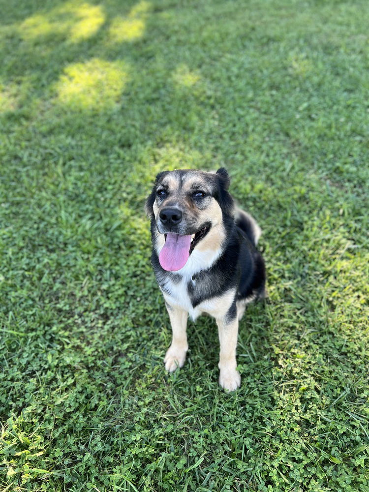 adoptable Dog in Benton, PA named Cocoa Ann