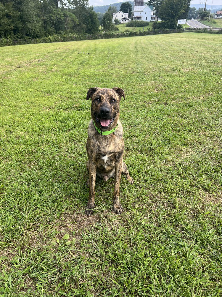 adoptable Dog in Benton, PA named Ruger