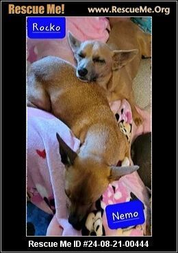 adoptable Dog in Benton, PA named Rocko and Nemo (Bonded) Cannot be separated.