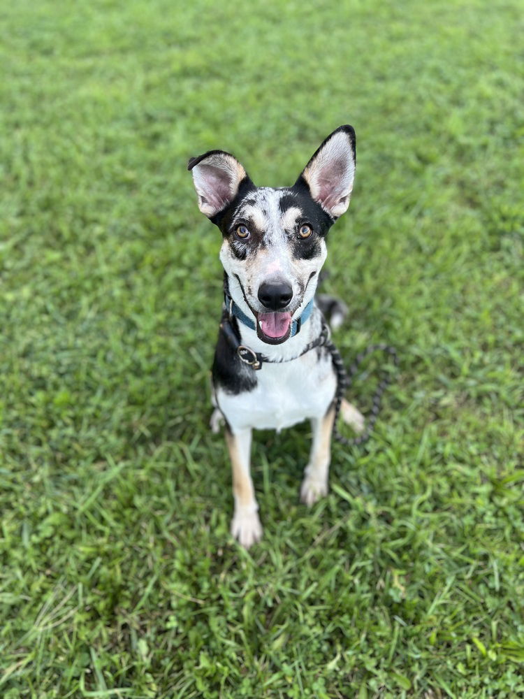 adoptable Dog in Benton, PA named Patsy